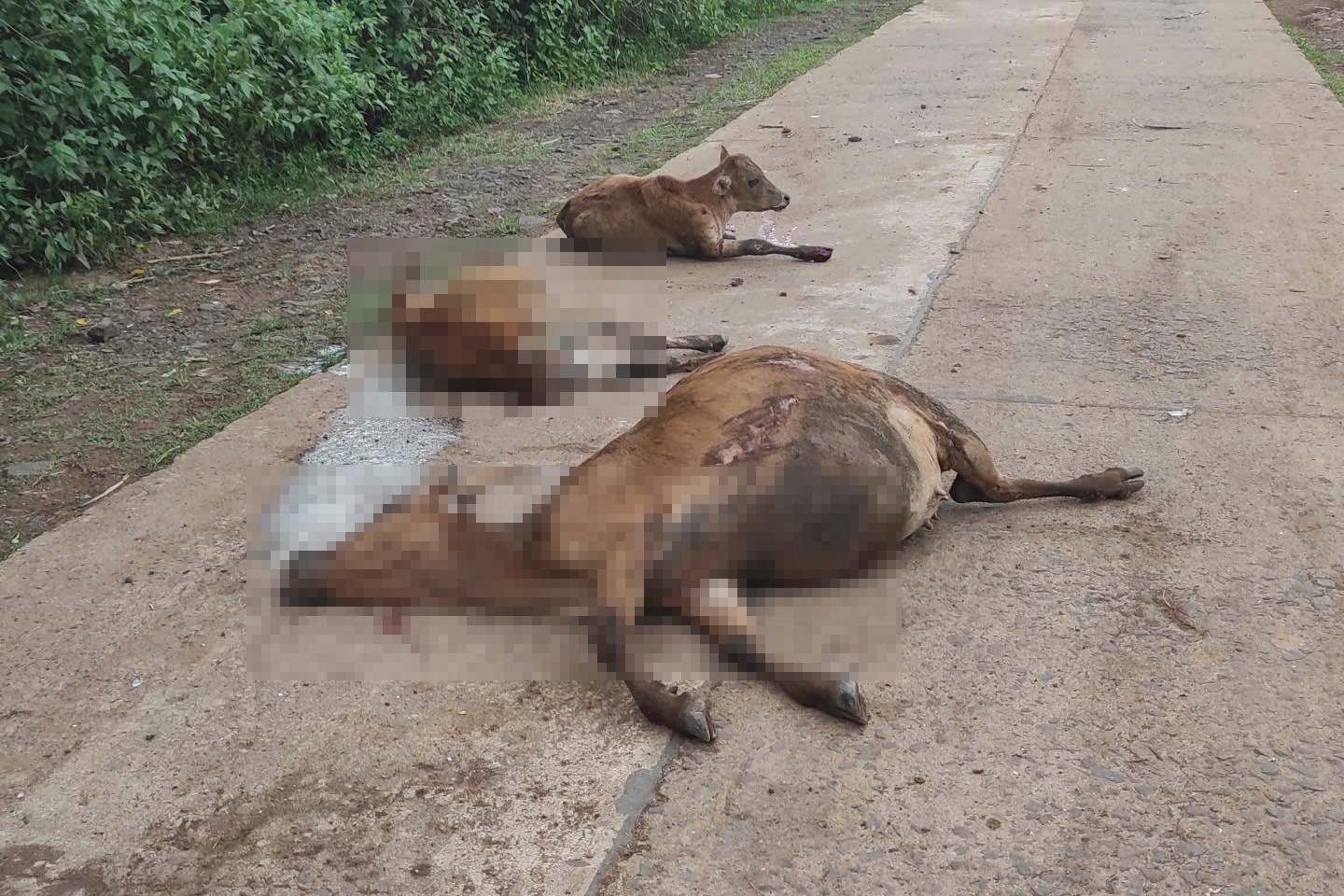 Xe tải mất phanh tông 18 con bò chết tại chỗ