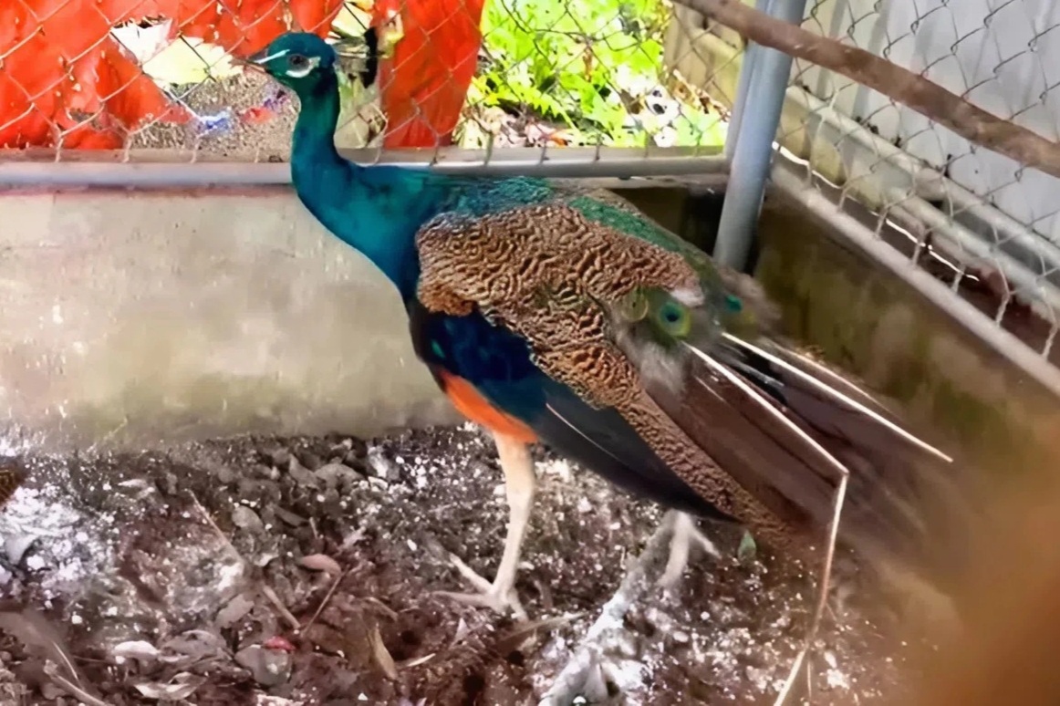 Người dân liên tiếp giao nộp nhiều động vật quý hiếm