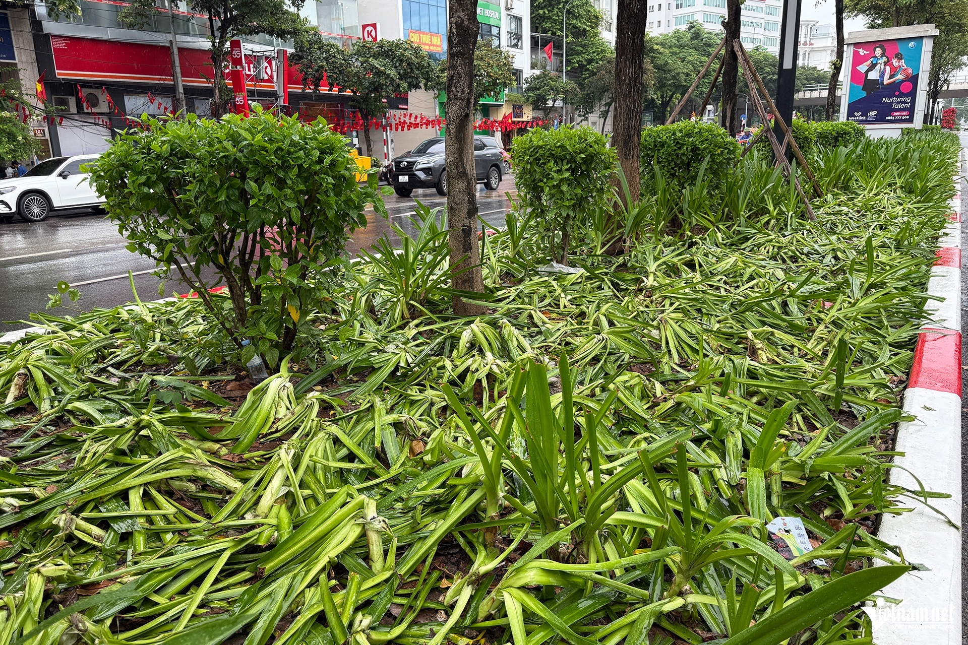 5.000m2 hoa, cây cảnh bị mất, hư hỏng sau 2 buổi tổng hợp luyện diễu binh