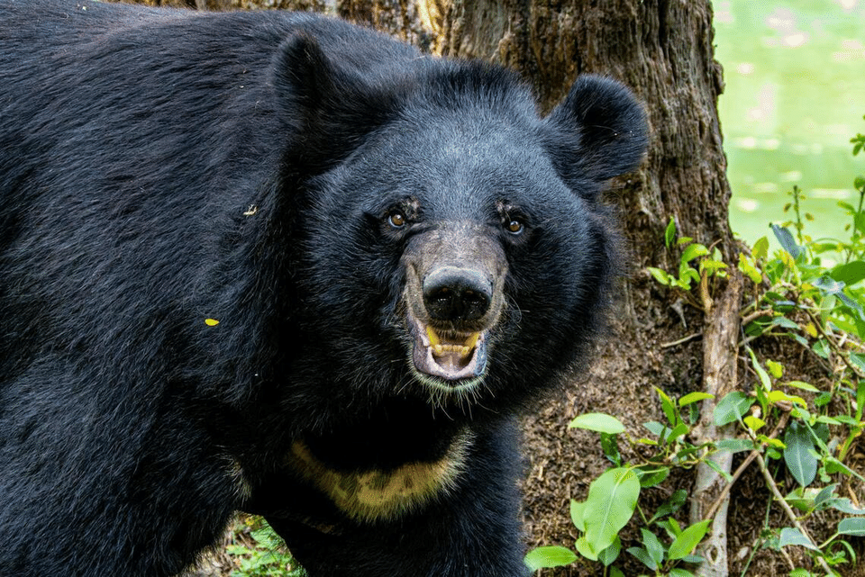 Gấu xông vào siêu thị tấn công khách hàng ở Nhật Bản