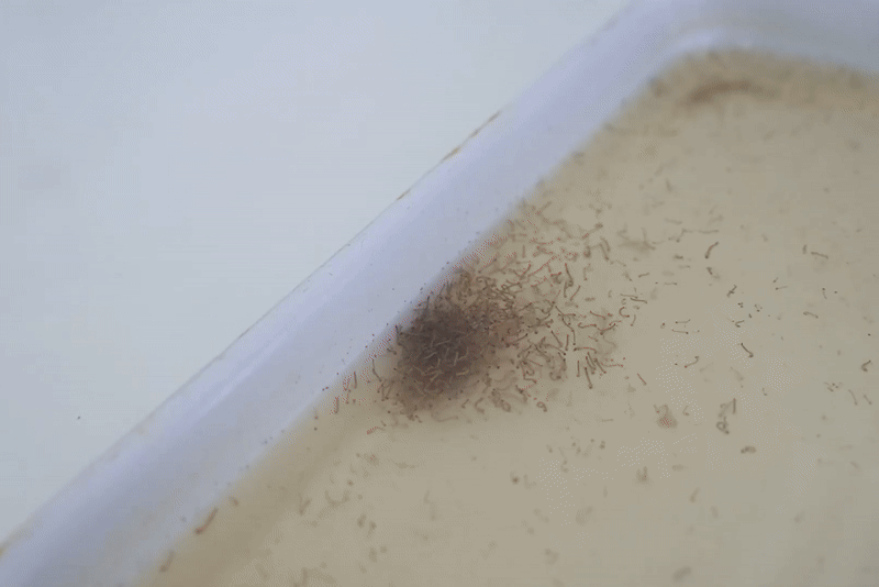 Hà Nội: Vào nơi nuôi hàng nghìn con muỗi tìm "vũ khí" chặn sốt xuất huyết