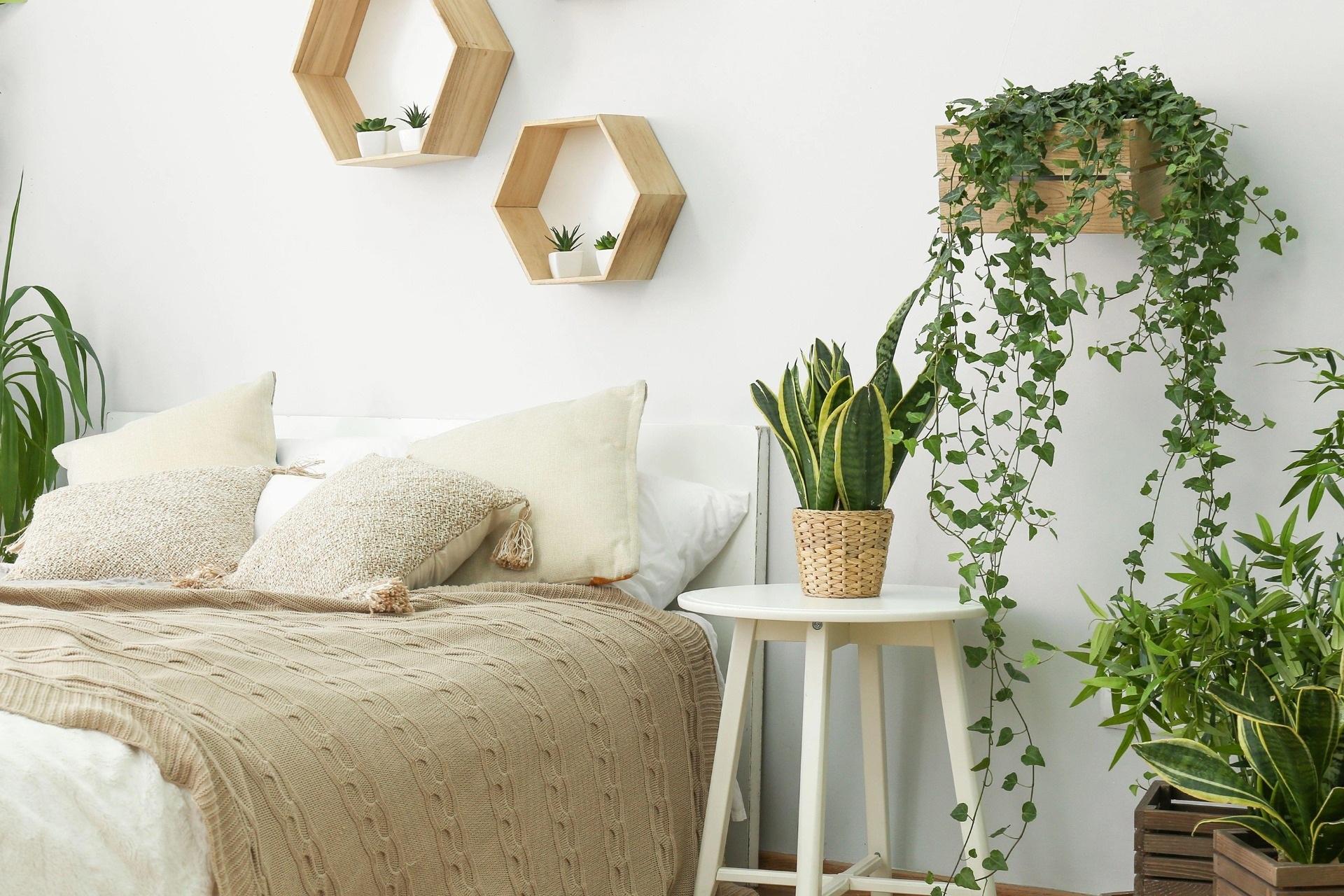 7 loại cây bạn nên đặt trong nhà để ngủ ngon, an thần và lọc khí