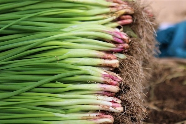 Loại lá “vài nghìn một nắm” ở chợ Việt là khắc tinh của ung thư tiêu hóa