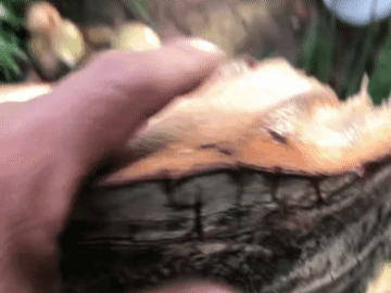 Clip gần 6 triệu view "tôn bay cắt đứt lìa cây dừa" gây tranh cãi