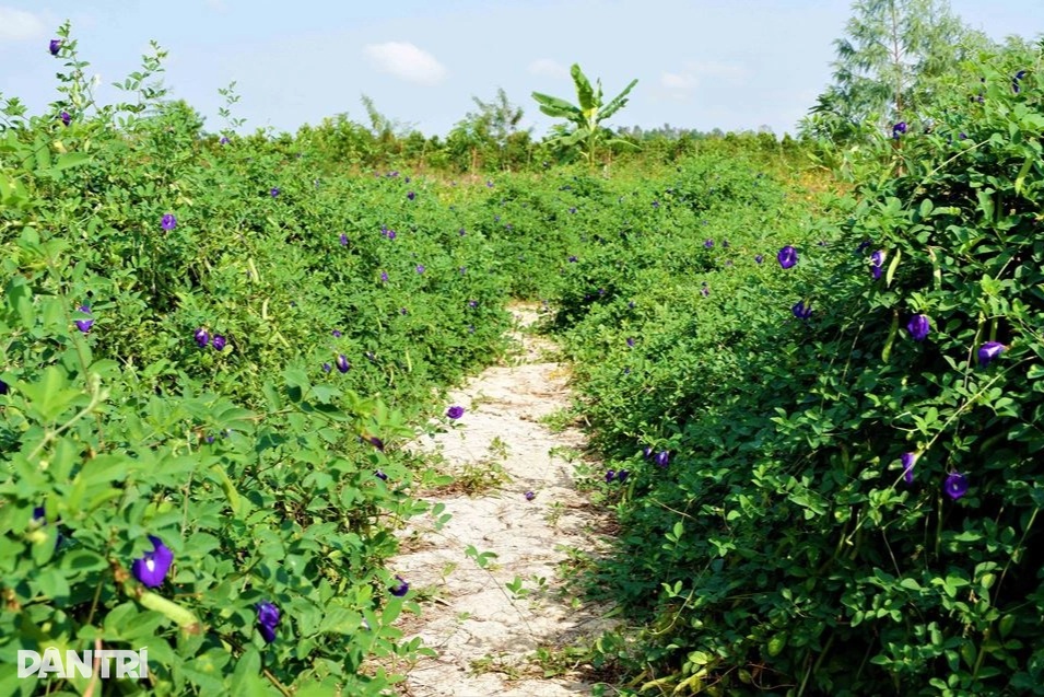 Từ năm 2026, nhiều đối tượng được miễn thuế sử dụng đất nông nghiệp