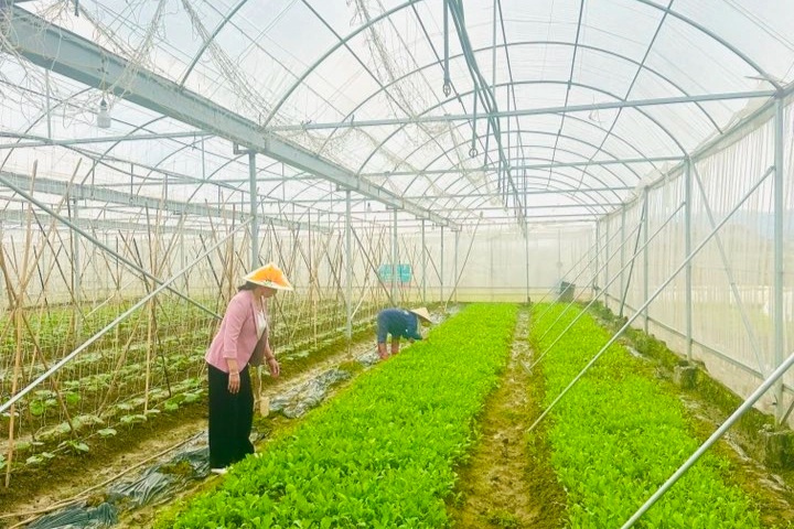 Hà Nội: Chương trình OCOP giúp nâng cao thu nhập cho người dân nông thôn