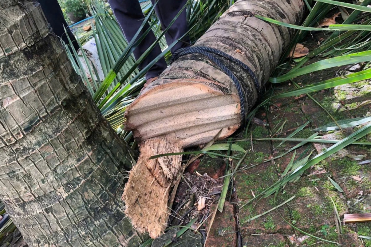 Chủ nhân clip hơn 6 triệu view "tôn bay cắt đứt lìa cây dừa" lên tiếng