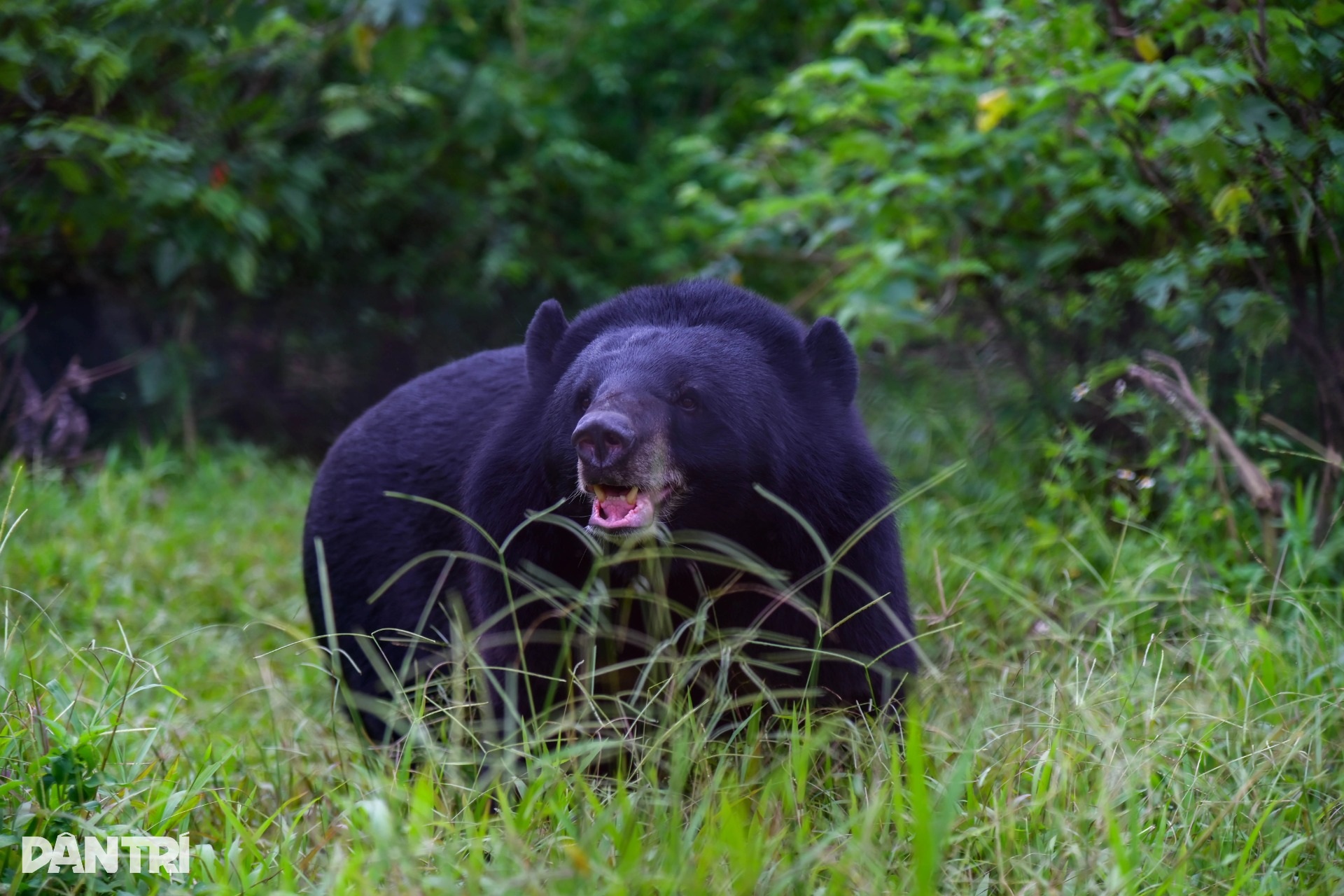 Cuộc sống bên hồ bơi của những chú gấu từng bị nuôi nhốt trái phép