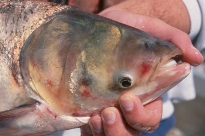 Loại cá Việt bình dân nhiều DHA như cá hồi, nấu được nhiều món