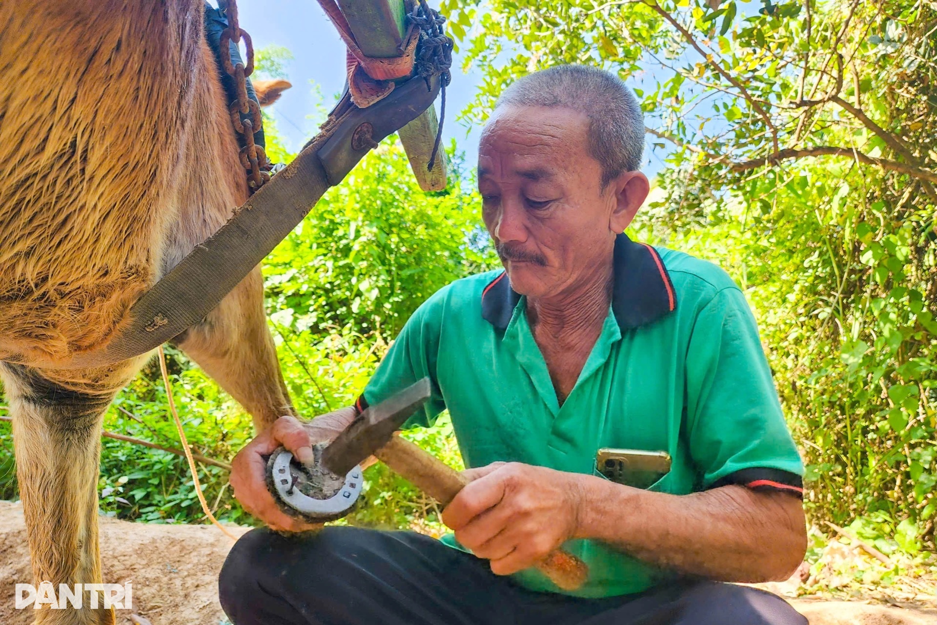Chuyện phu xe gần ba thập kỷ đóng “giày sắt” cho ngựa