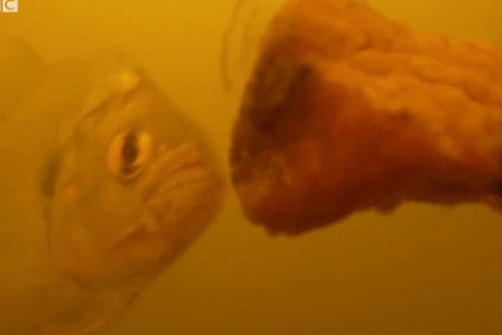 Bé gái rơi xuống sông bị đàn cá ăn thịt tấn công tử vong