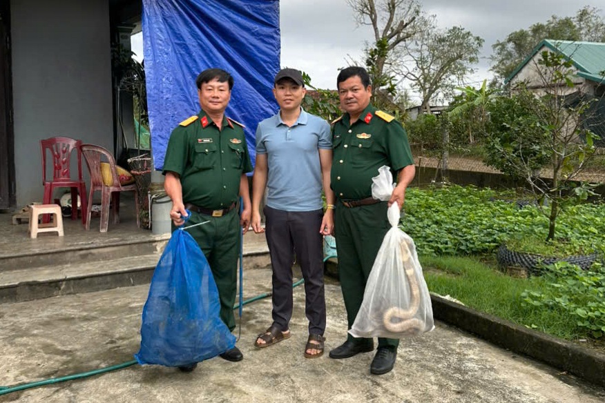 Chuyển giao 676 cá thể rắn hổ mang trong một vụ vận chuyển trái phép