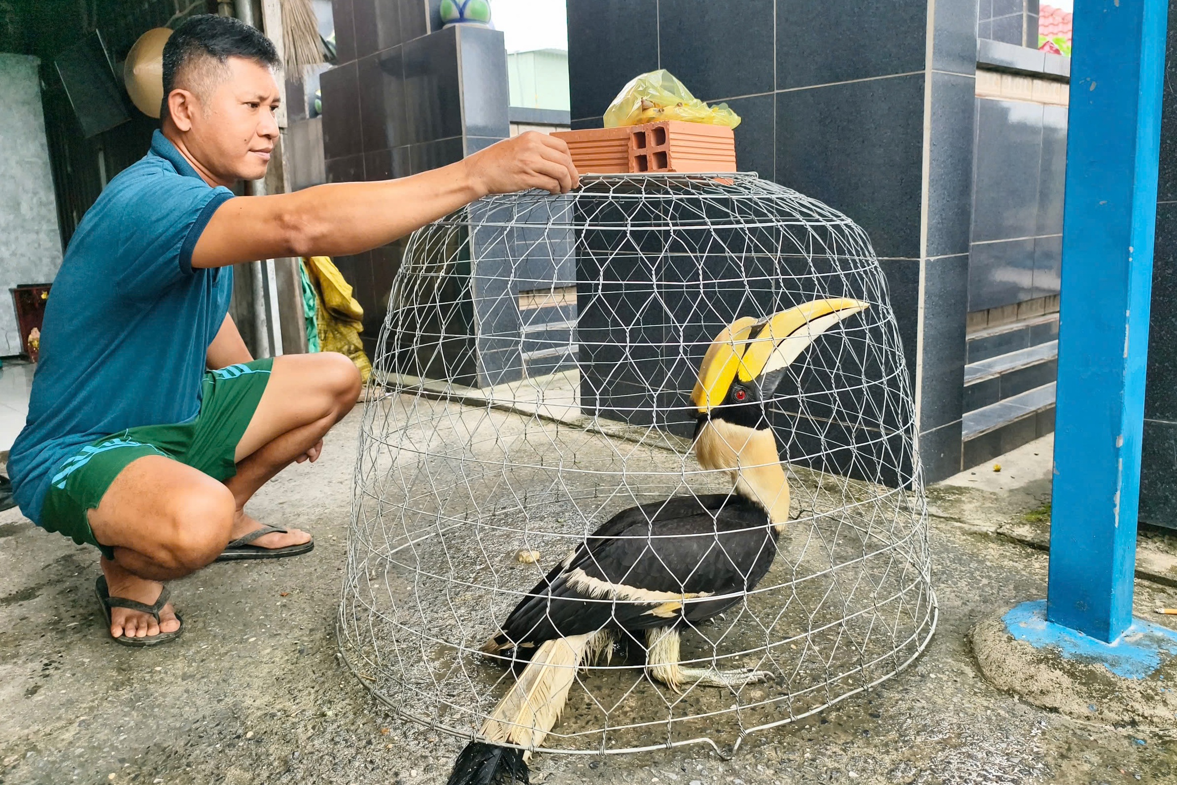 Kiểm lâm TPHCM cảnh báo rủi ro pháp lý khi nuôi nhốt chim hồng hoàng