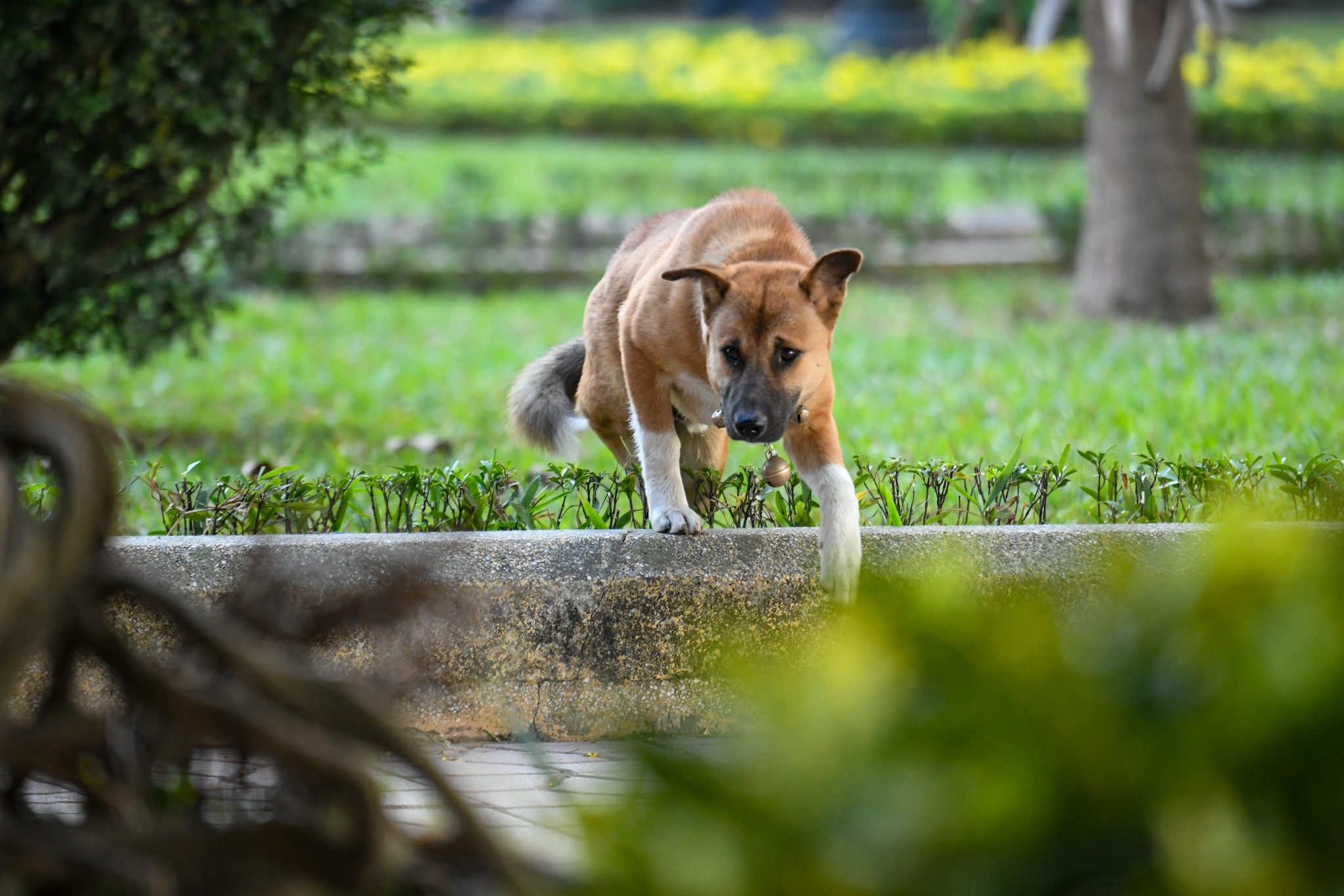 Nhiều người thản nhiên thả chó trong công viên, không rọ mõm