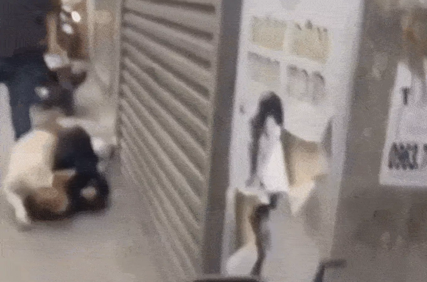 Vụ thanh niên “điều” chó vào đám đông: Cộng đồng nuôi chó phẫn nộ