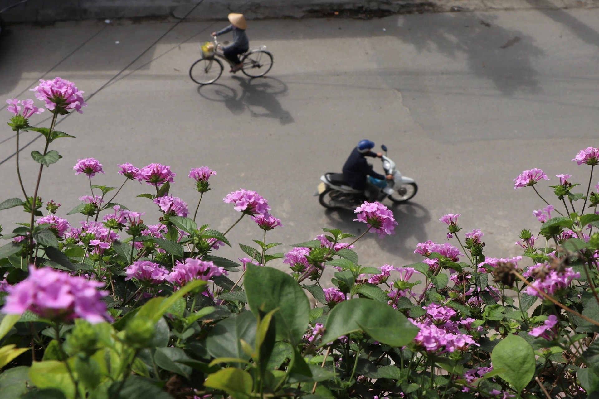 Căn nhà phủ đầy hoa tím hút mắt giữa phố, chủ nhân tiết lộ bí quyết