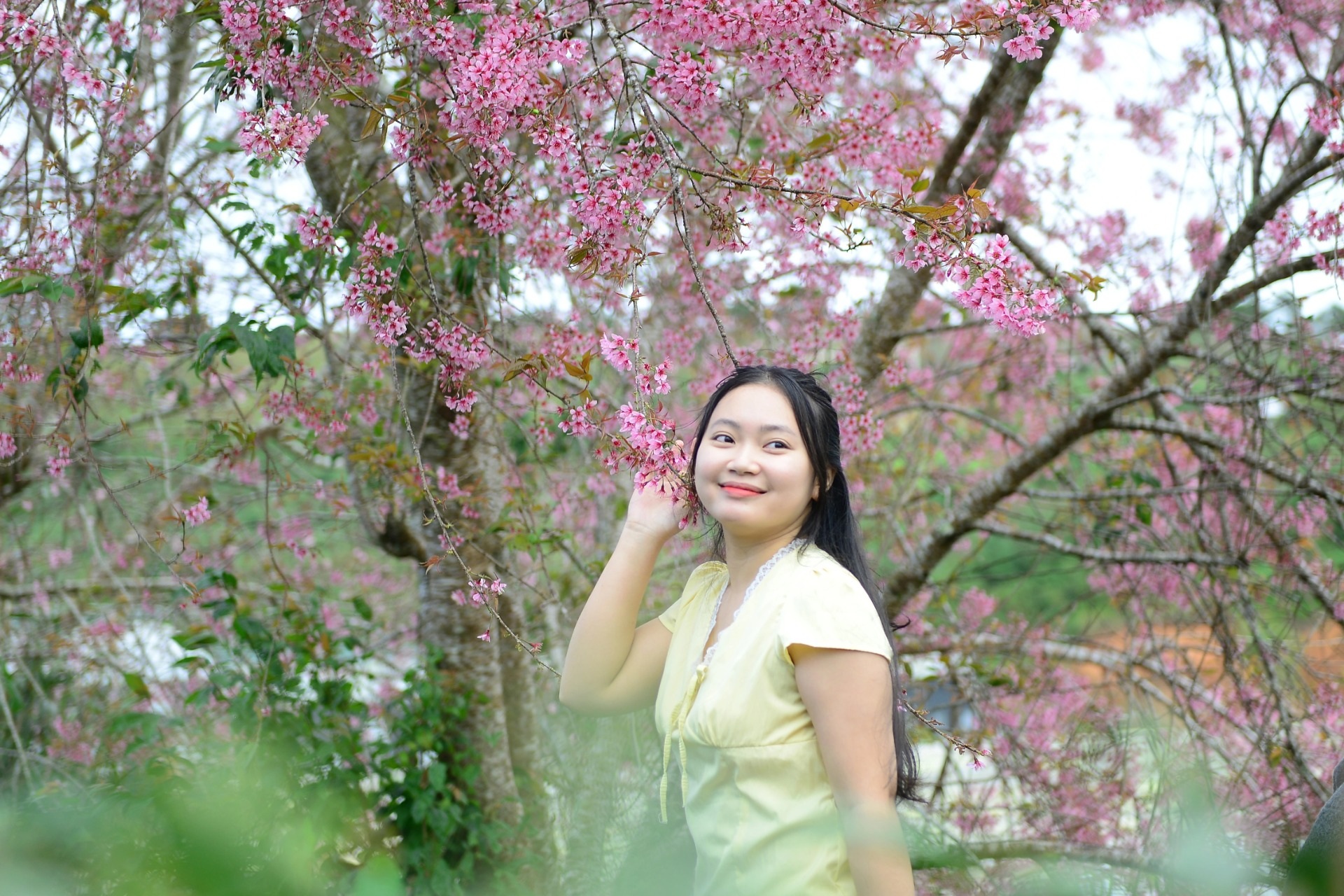 Lễ hội hoa mai anh đào diễn ra suốt 1 tháng ở Đà Lạt