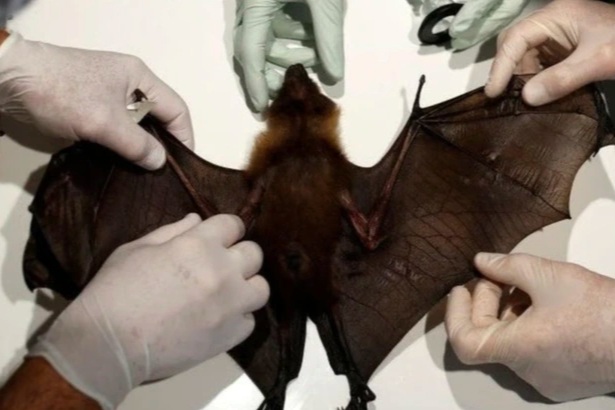 Hà Nội có công văn khẩn về phòng chống virus Nipah