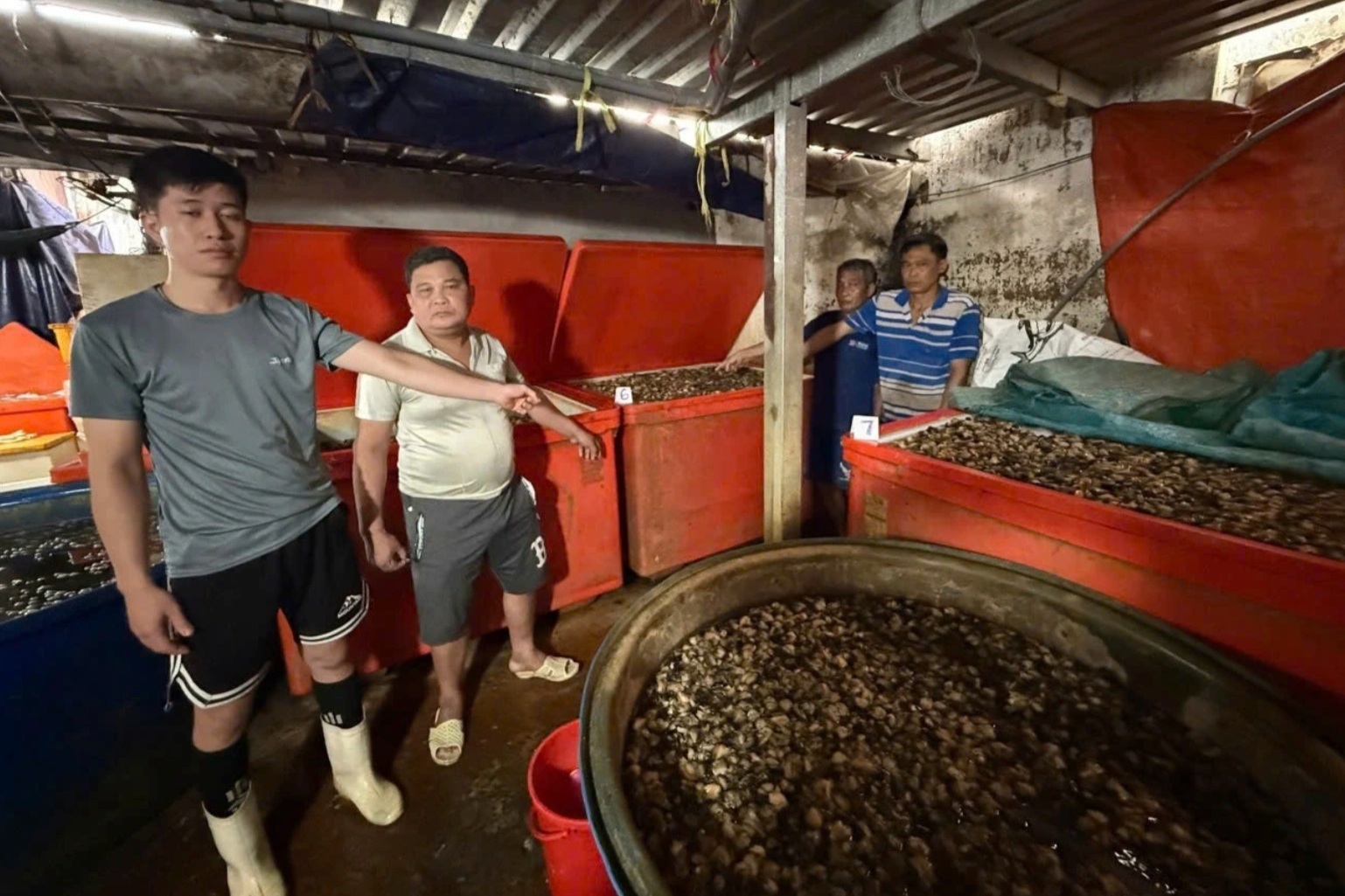 Vụ 3.000 tấn ốc ngâm hóa chất: Sở An toàn thực phẩm TPHCM lên tiếng