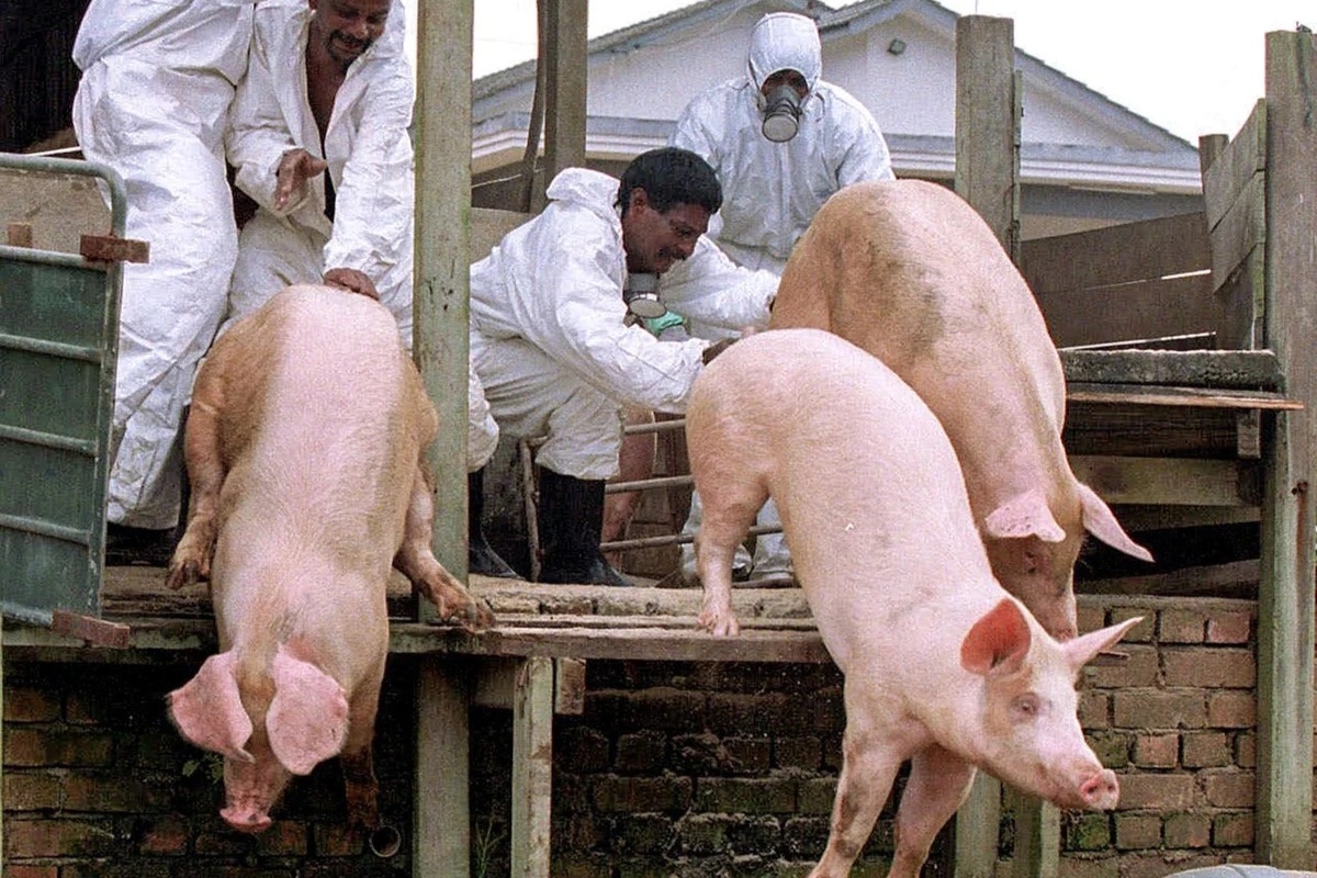 Ký ức đáng sợ của những người tiên phong chống dịch Nipah