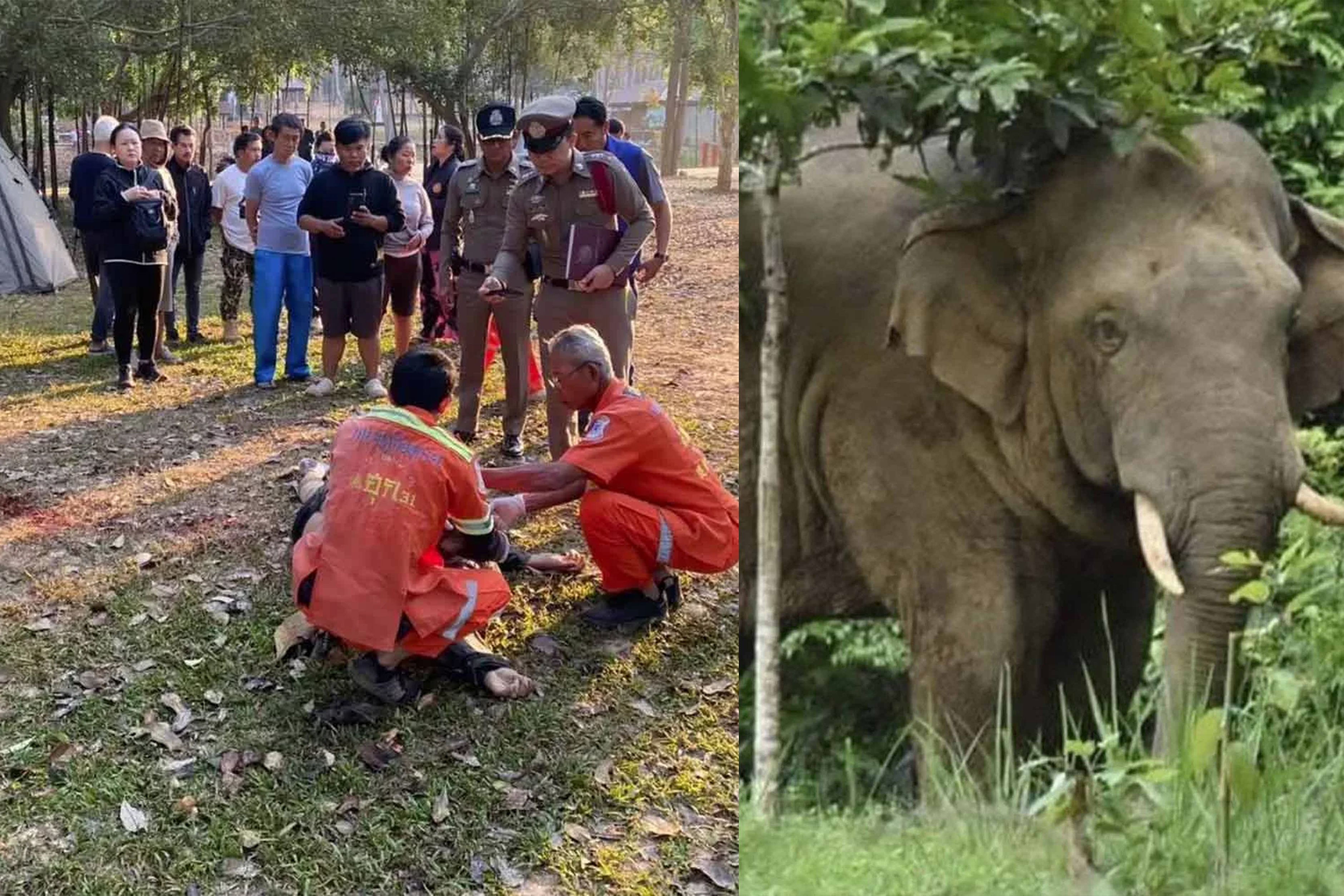 Thái Lan: Tập thể dục buổi sáng, du khách bị voi tấn công cạnh lều cắm trại