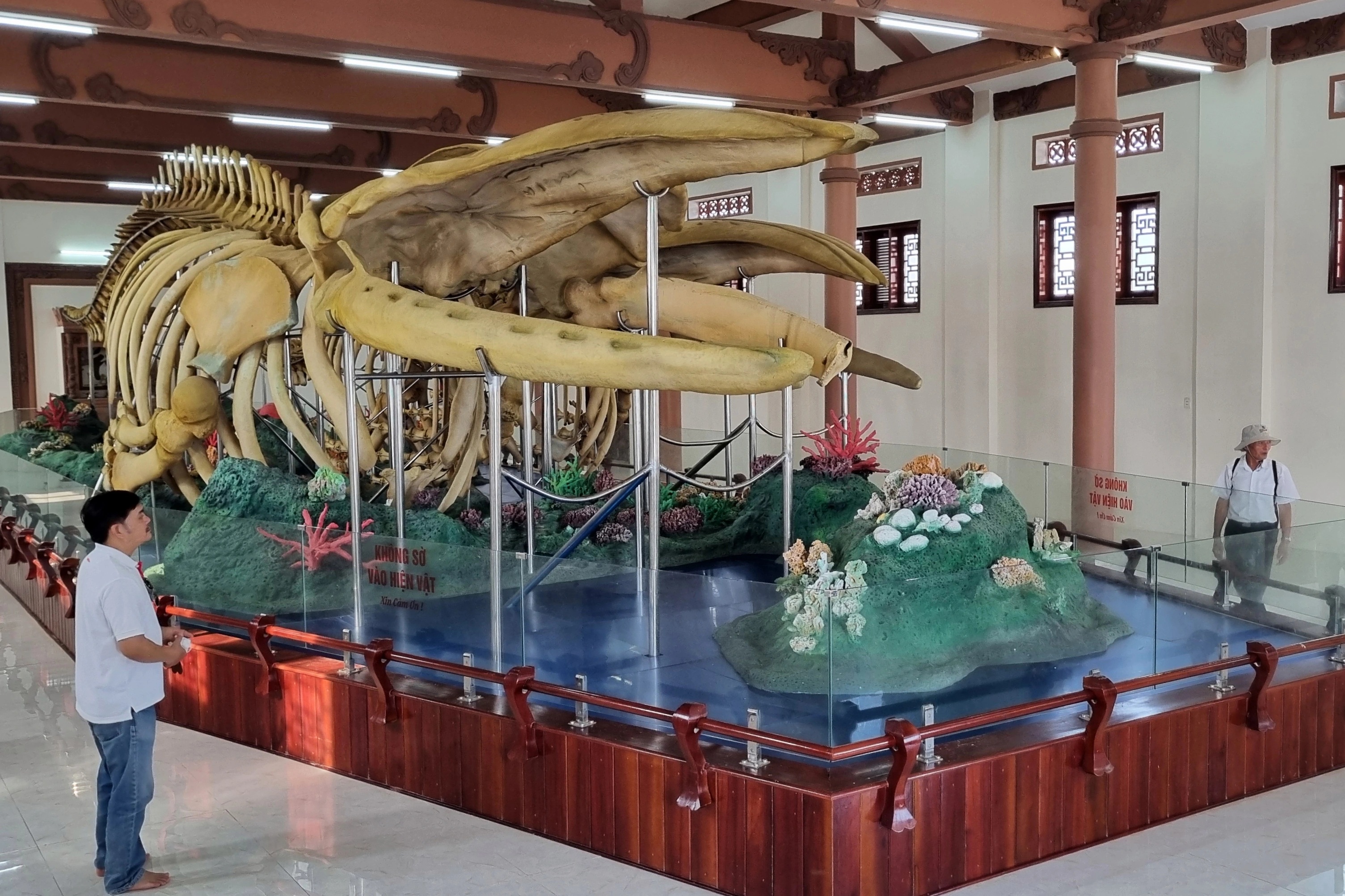 Hai bộ xương cá voi 300 năm tuổi ở Lý Sơn bị hư hỏng