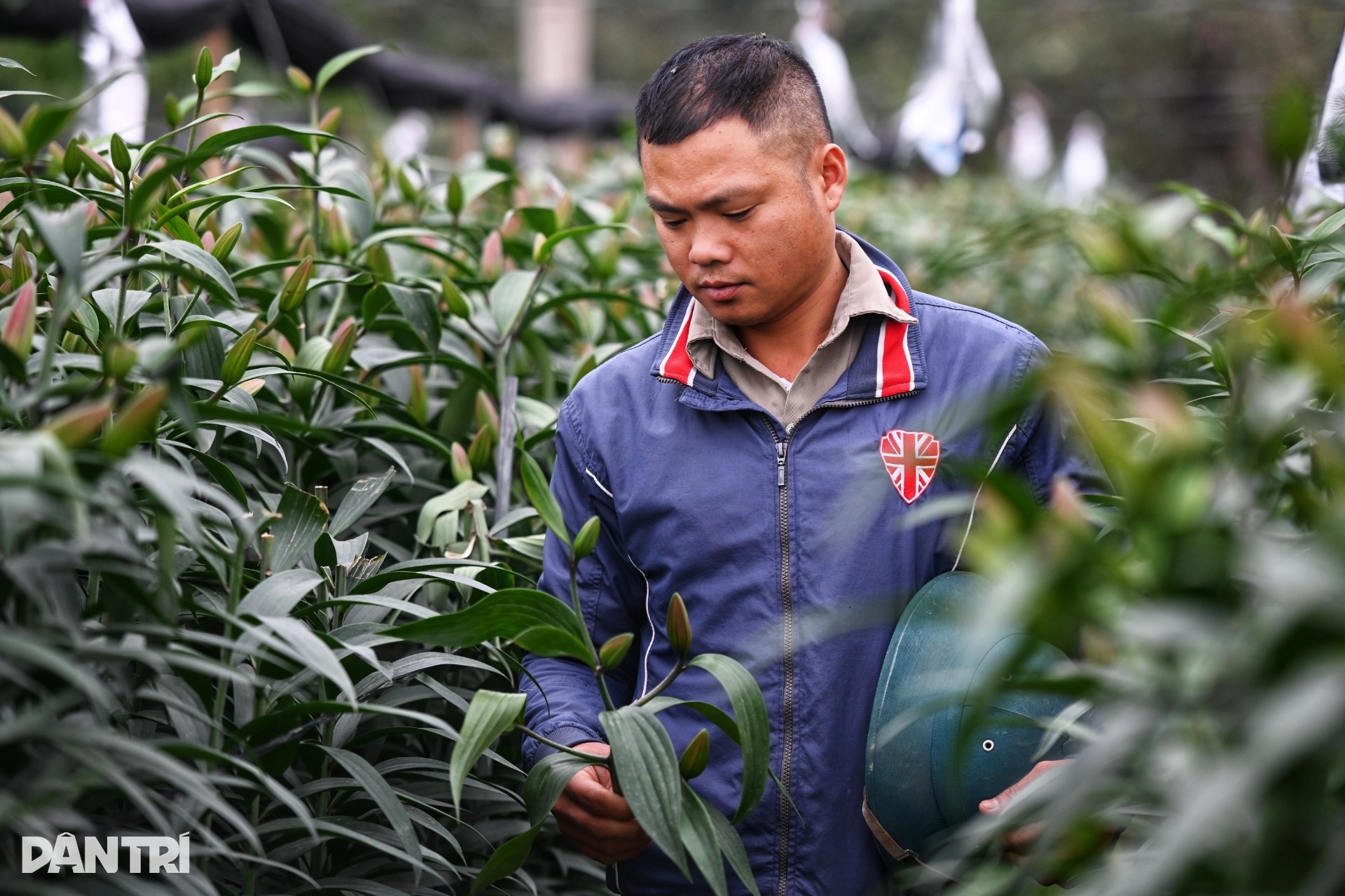 Nỗi xót xa của chủ vườn bị phá hoại hơn 1.200 gốc hoa ly trước Tết ở Hà Nội