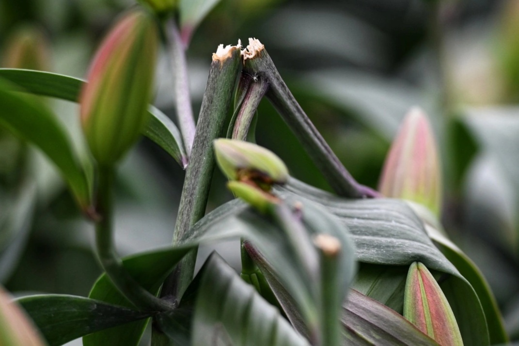 Hơn 1.200 gốc hoa ly bị phá hoại ở Hà Nội: Có thể khởi tố vụ án hình sự?