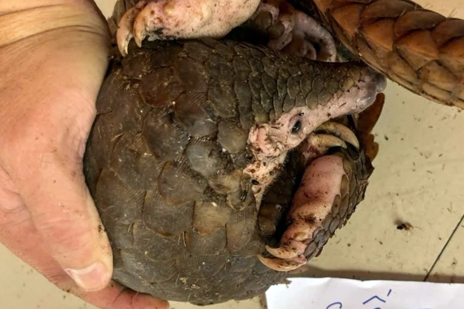 Đôi vợ chồng nuôi nhốt 4 con tê tê quý hiếm