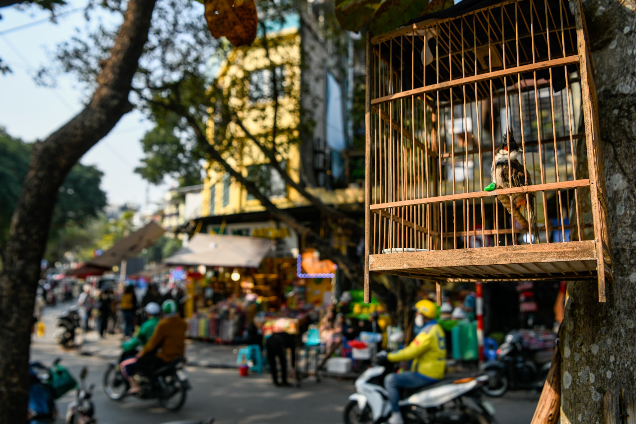 Nuôi chim chào mào thế nào để không vi phạm pháp luật?