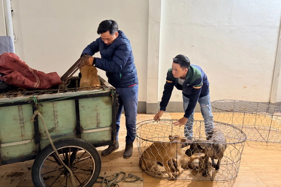 Ổ nhóm tội phạm trộm hơn 5.200 con chó