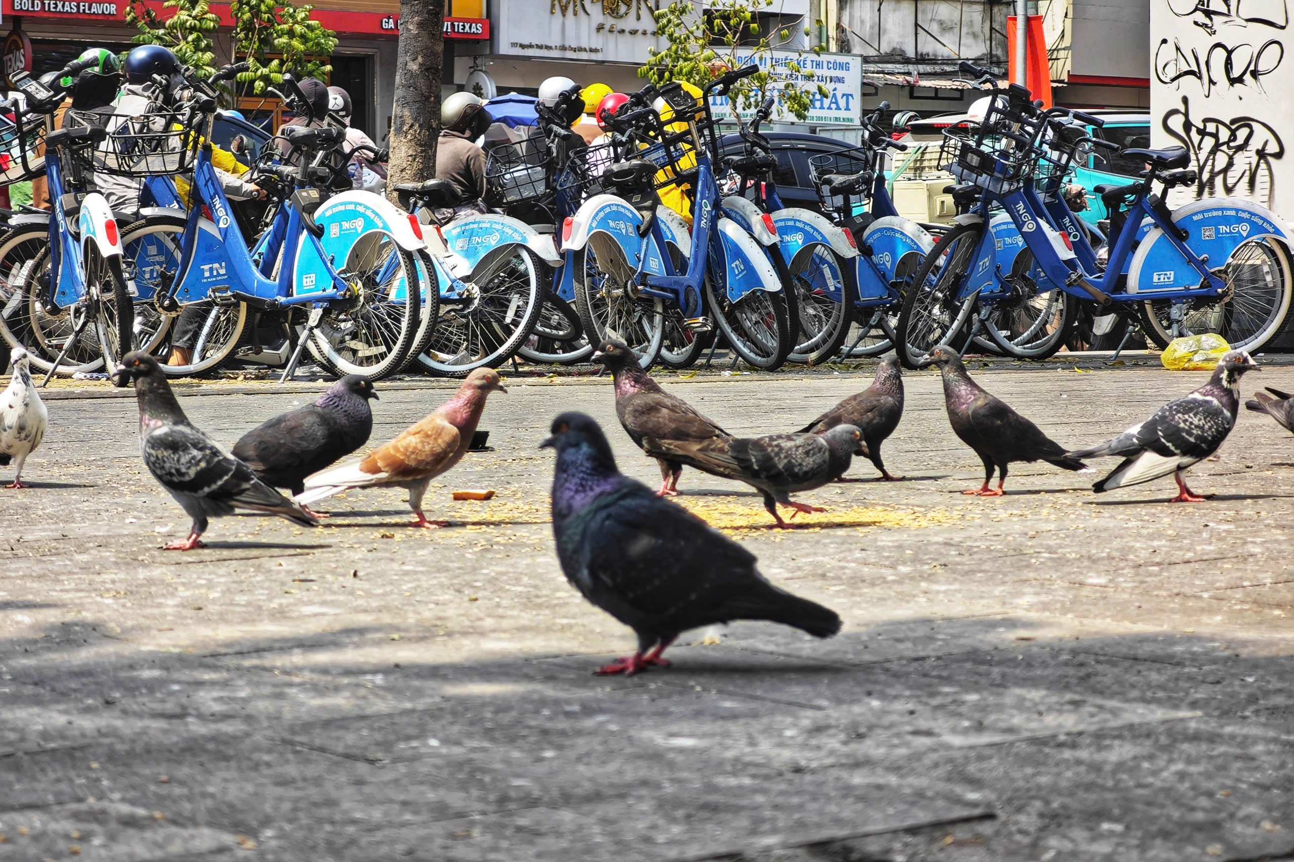 Chim bồ câu gây ô nhiễm trạm xe đạp công cộng ở TPHCM