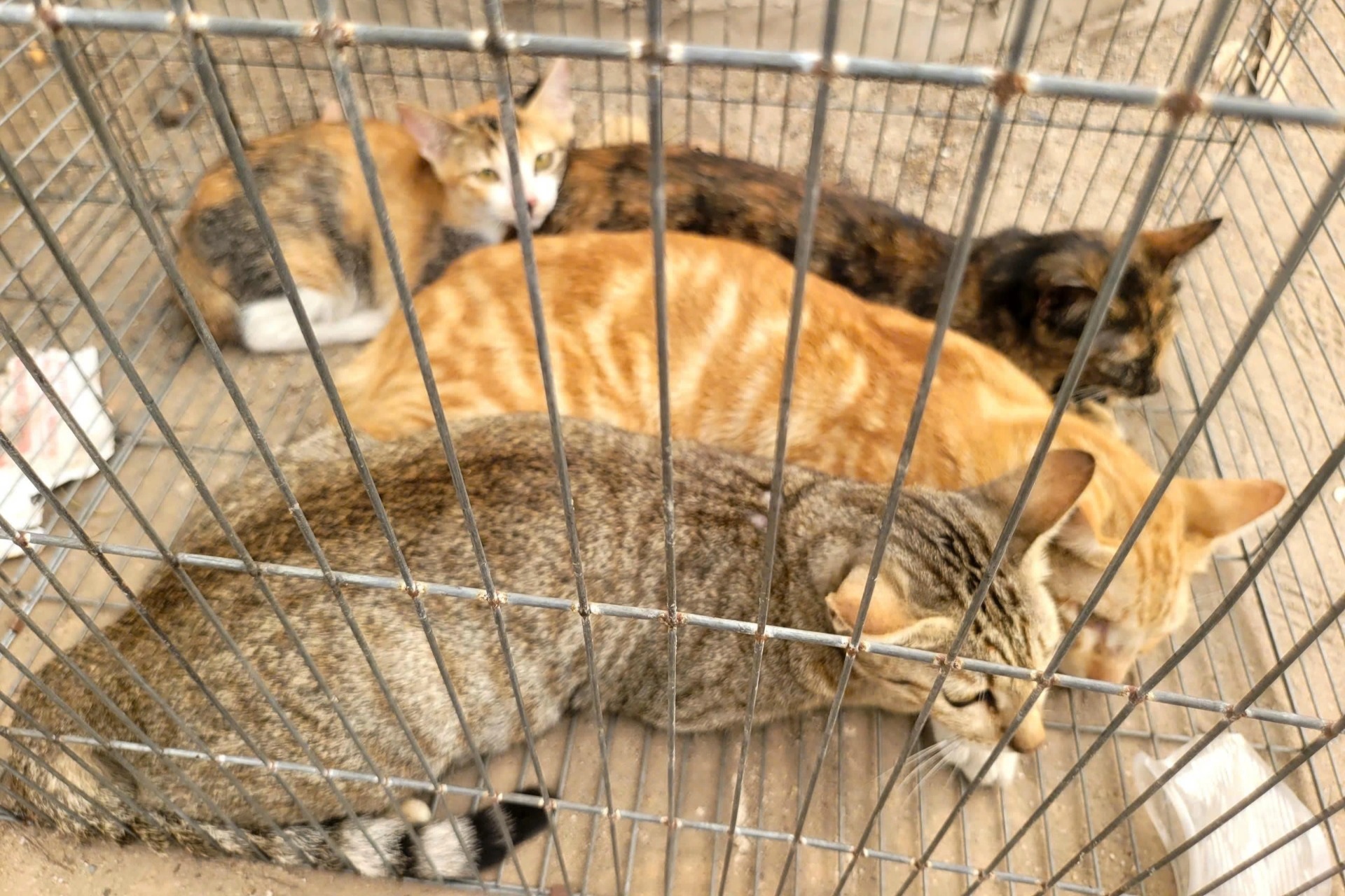 Bắt nhóm chuyên trộm mèo ở TPHCM