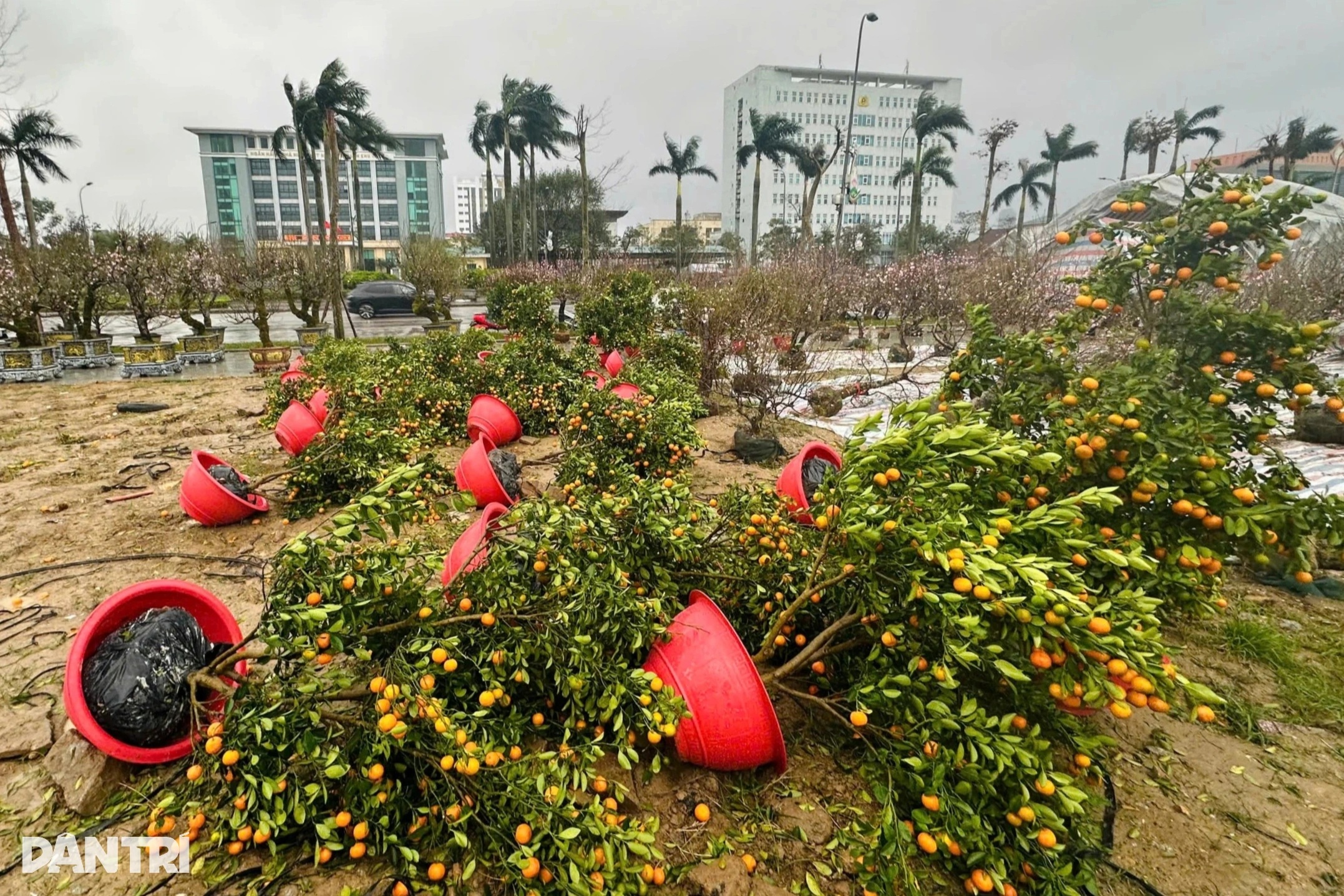 Hàng trăm chậu đào, quất Tết đổ ngã la liệt, tiểu thương lo thua lỗ