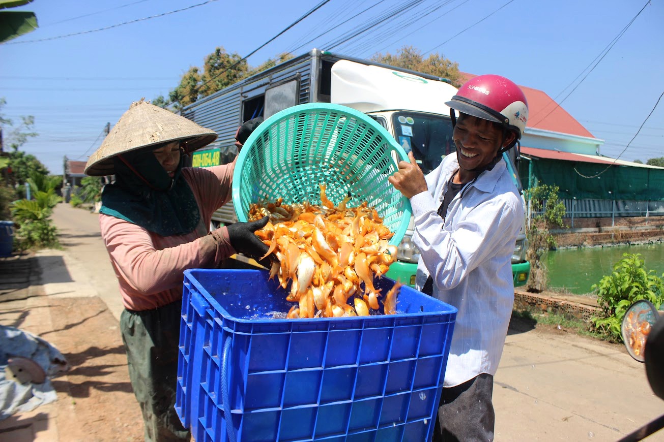 Người nuôi cá chép cúng ông Công ông Táo thấp thỏm chờ khách dù được mùa