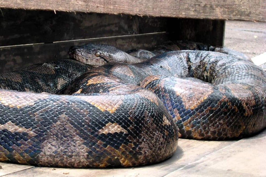 Tóm sống "quái thú" nặng gần 100kg dài 7m ở Indonesia, lập kỷ lục thế giới