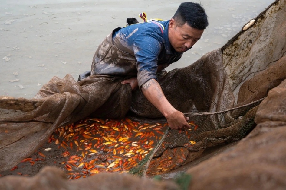 Cá chép đỏ từ ao làng trở về thiên nhiên dịp lễ Tết ông Công - ông Táo