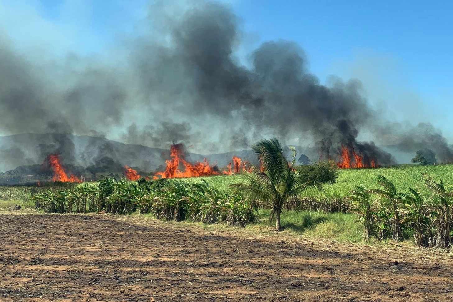 Cháy hơn 40ha mía sắp thu hoạch