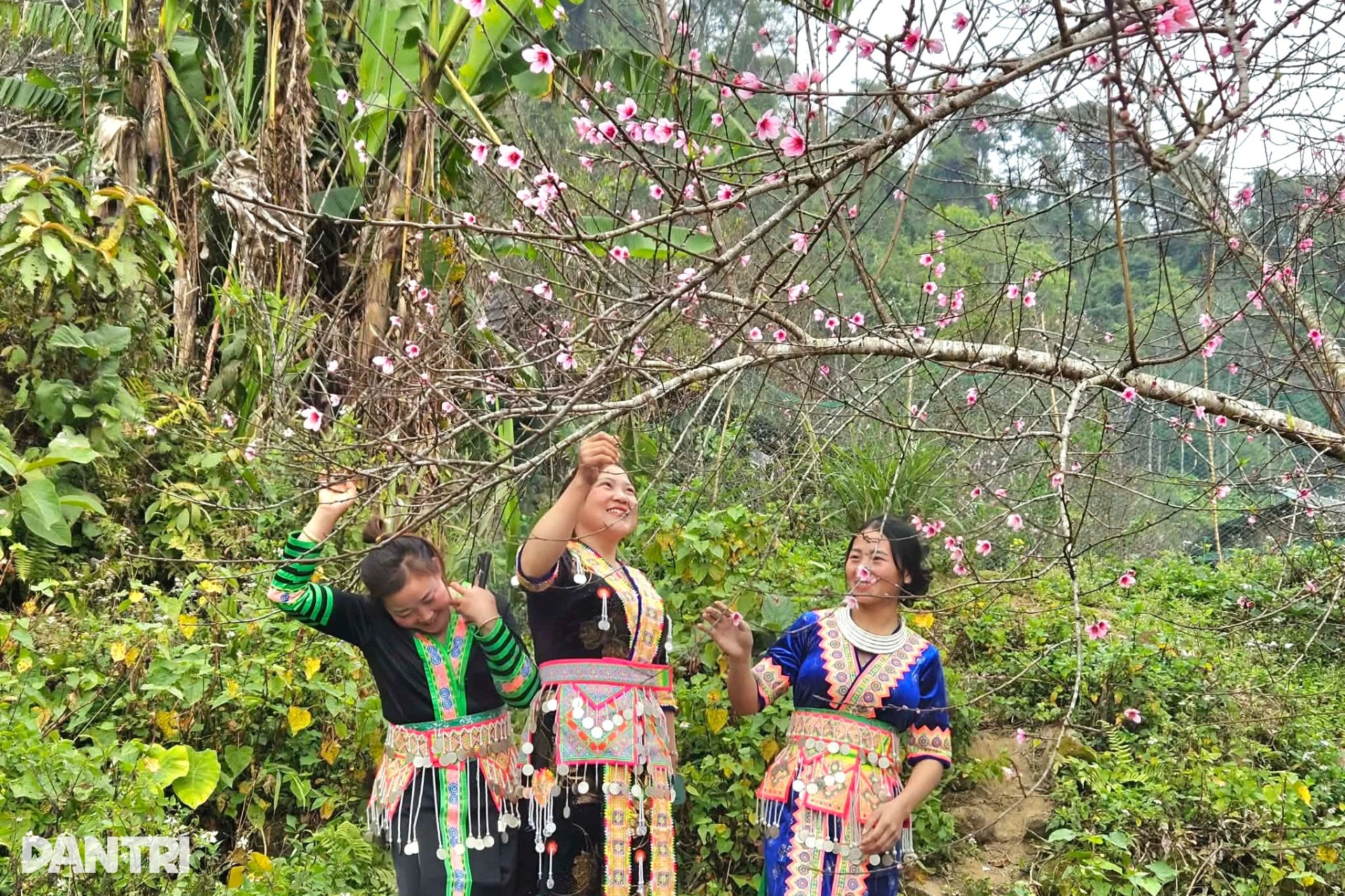 Giữ vườn đào cổ thụ ở bản biên giới