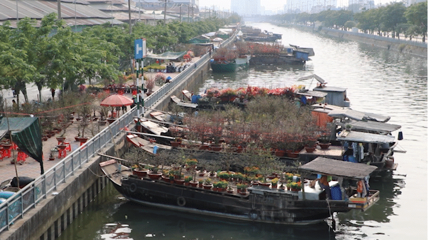 Mai vàng miền Tây ồ ạt cập bến Bình Đông TPHCM