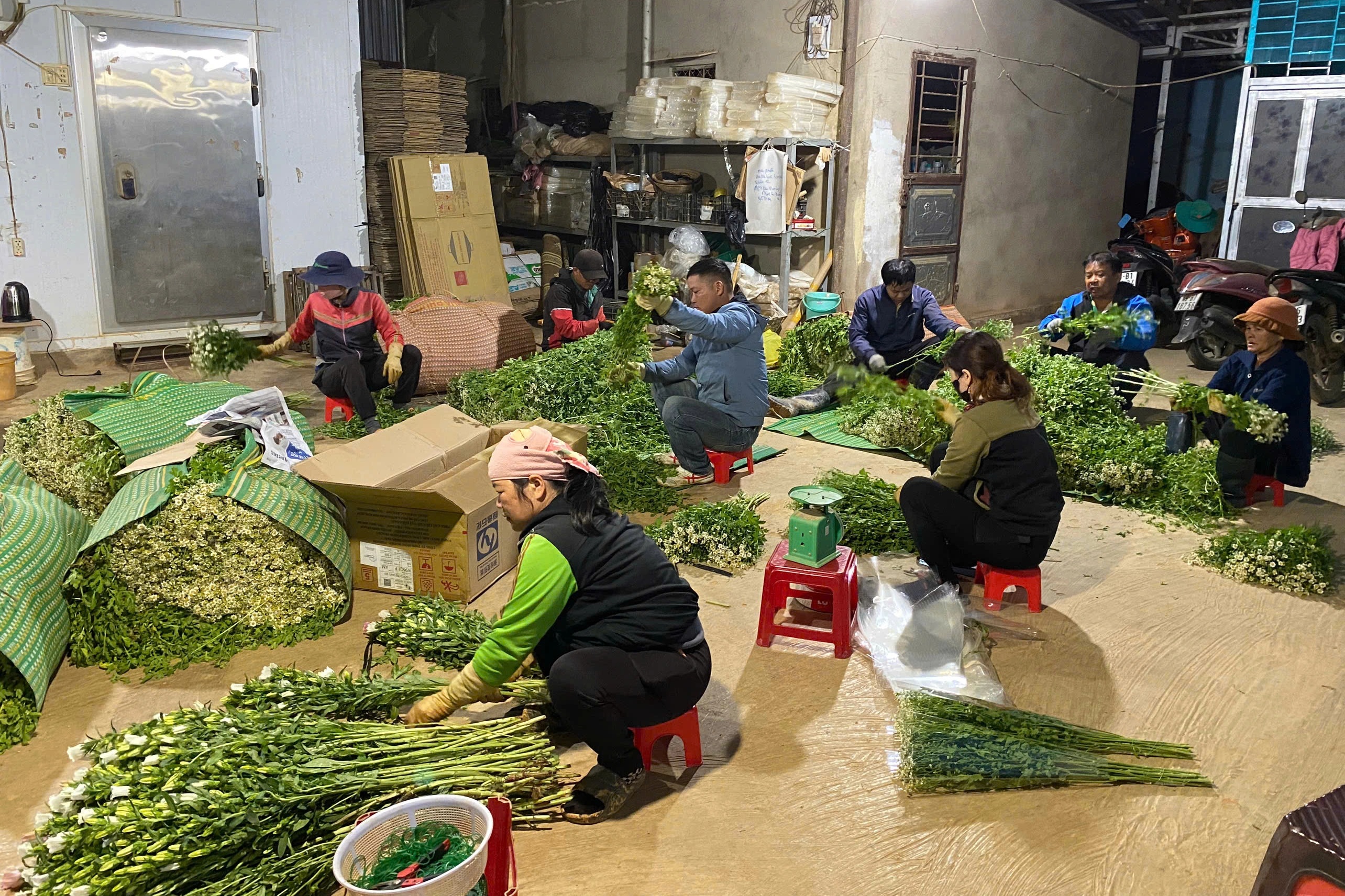 Hoa “cháy” hàng, chủ trang trại Lâm Đồng làm việc xuyên Tết