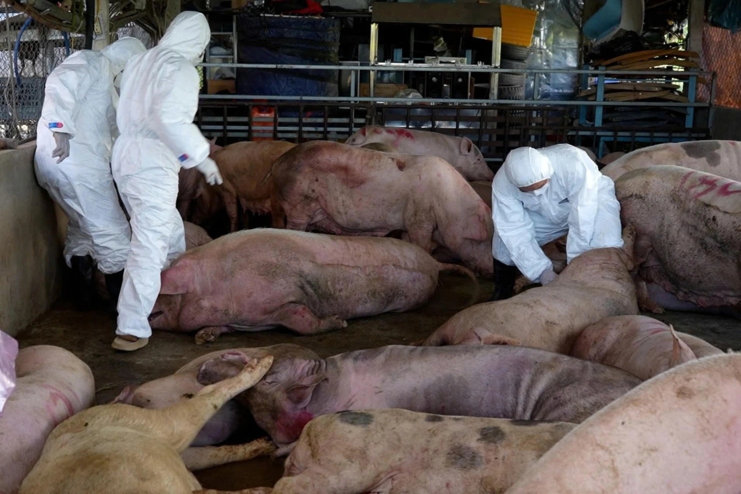 Cảnh sát ngăn chặn hàng chục tấn lợn bệnh sắp tuồn ra thị trường Tết