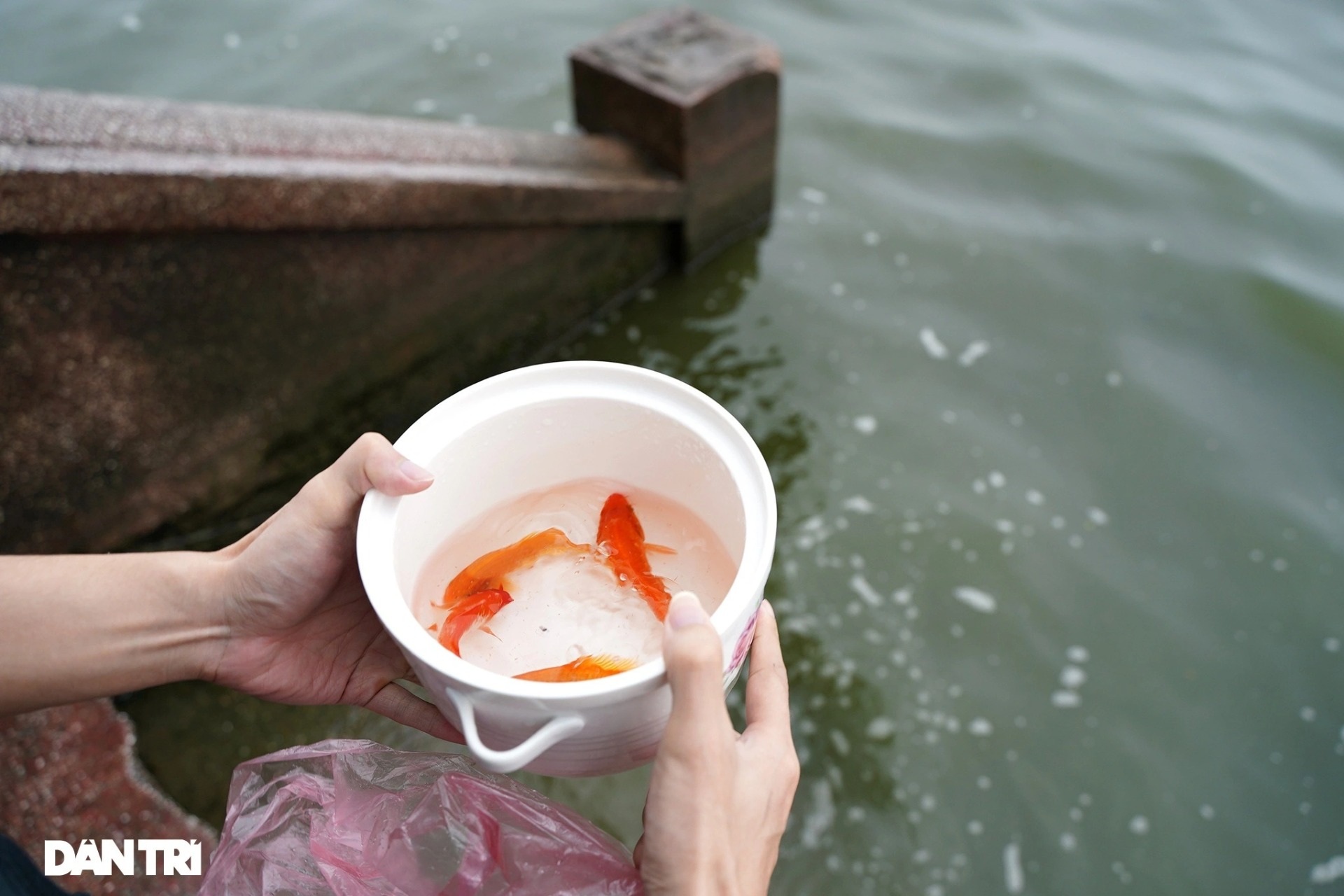 Tranh cãi không nên thả cá chép đỏ ồ ạt ngày ông Công, ông Táo