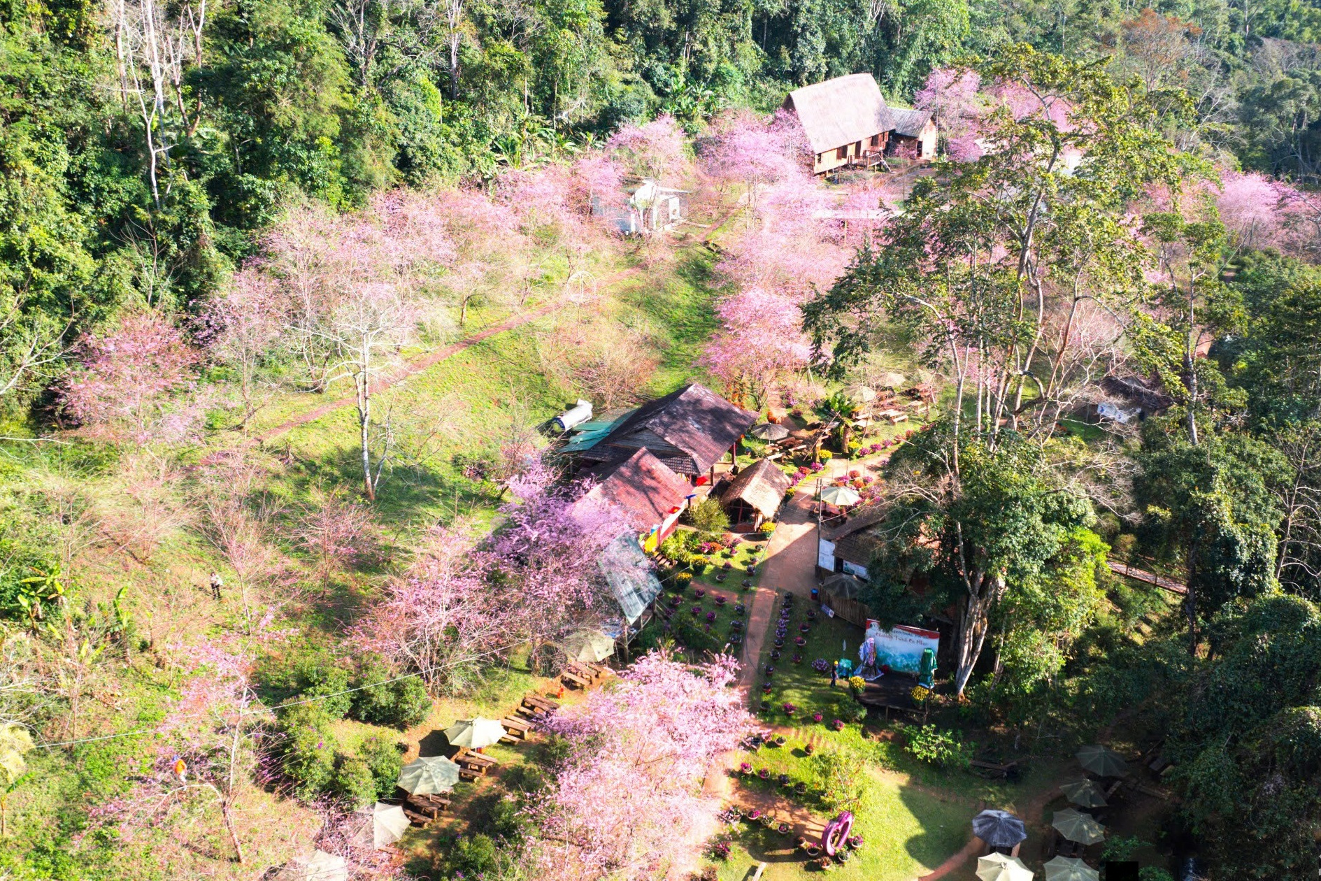 Thổn thức với loài hoa của núi rừng ở cao nguyên Măng Đen