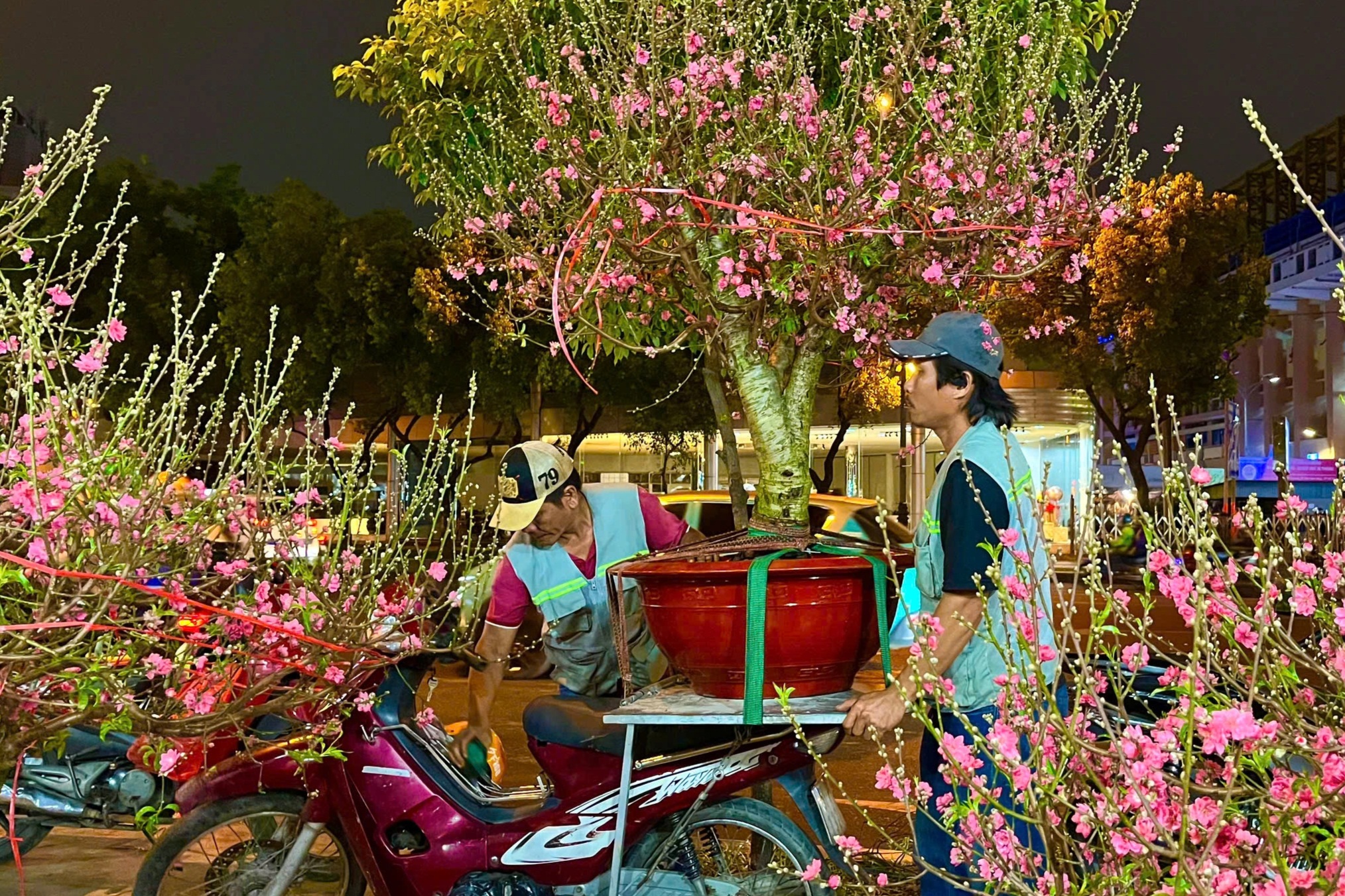 Tiểu thương mang đào Tết vào TPHCM bán hết 500 cây, 3h sáng khách vẫn mua