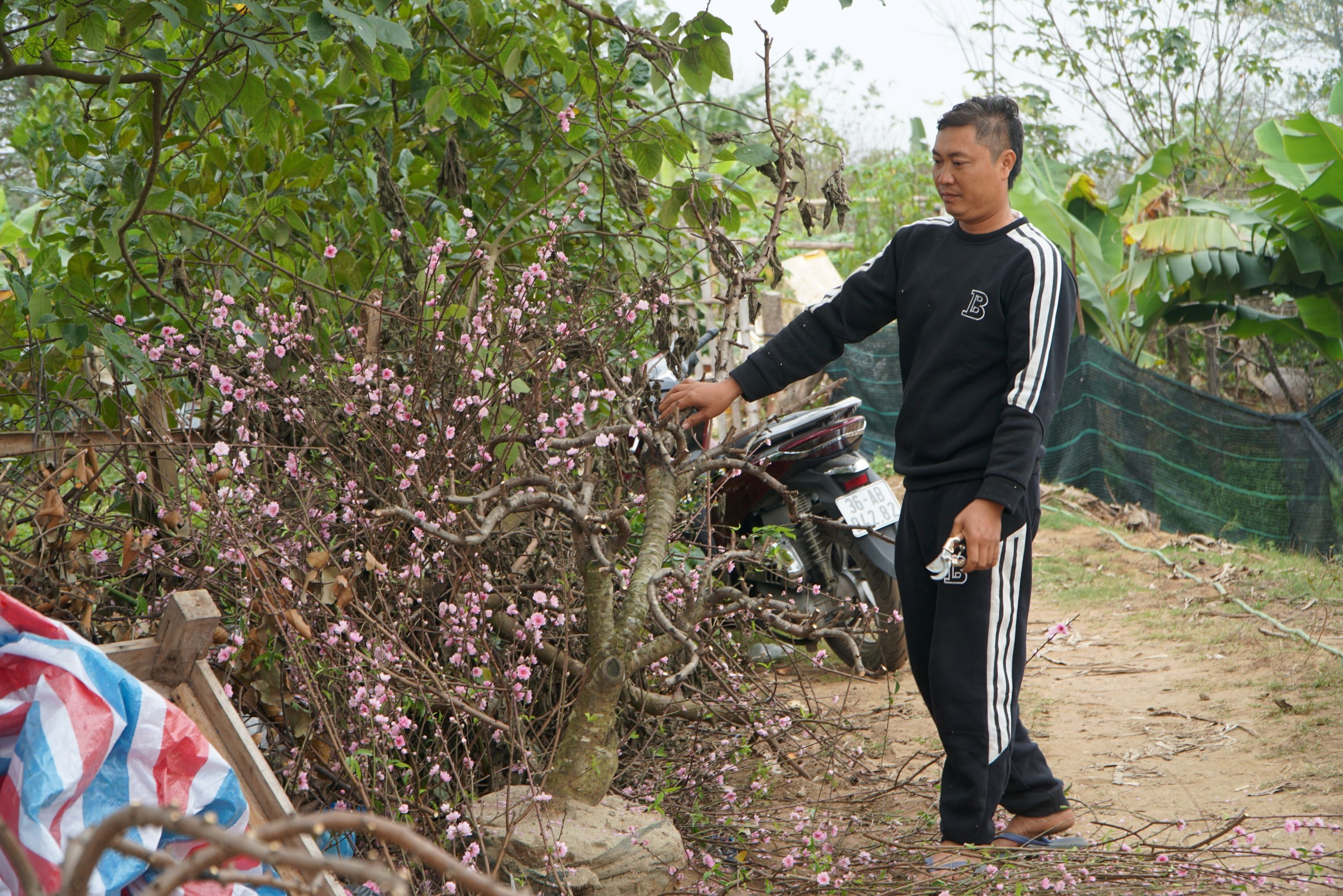 Đào nở sớm, dựng cả bàn thờ vẫn không có khách, tiểu thương chặt cây đem về