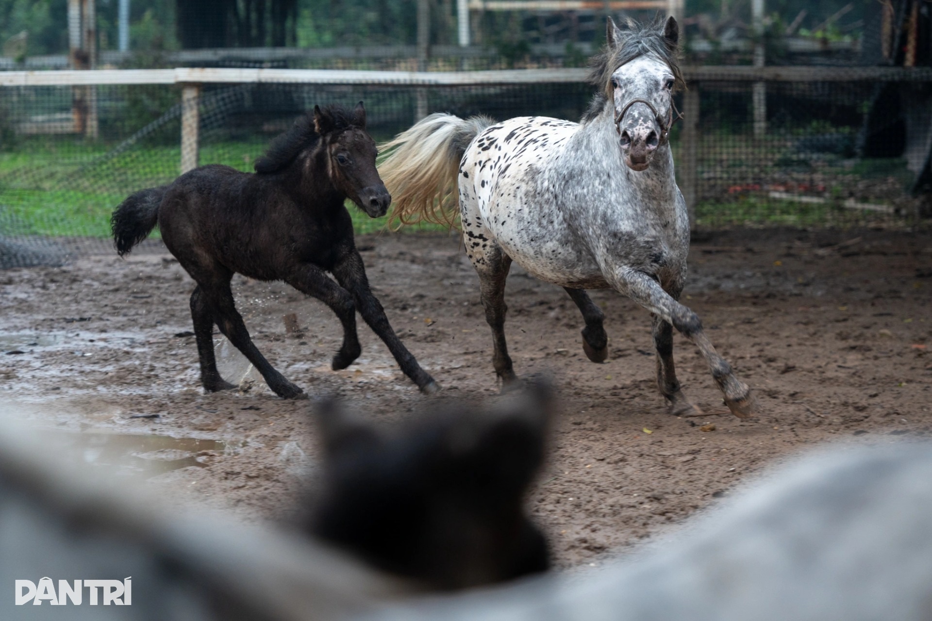 "Cân đo, đong đếm" để những chú ngựa quý tộc châu Âu chào đời ở Việt Nam