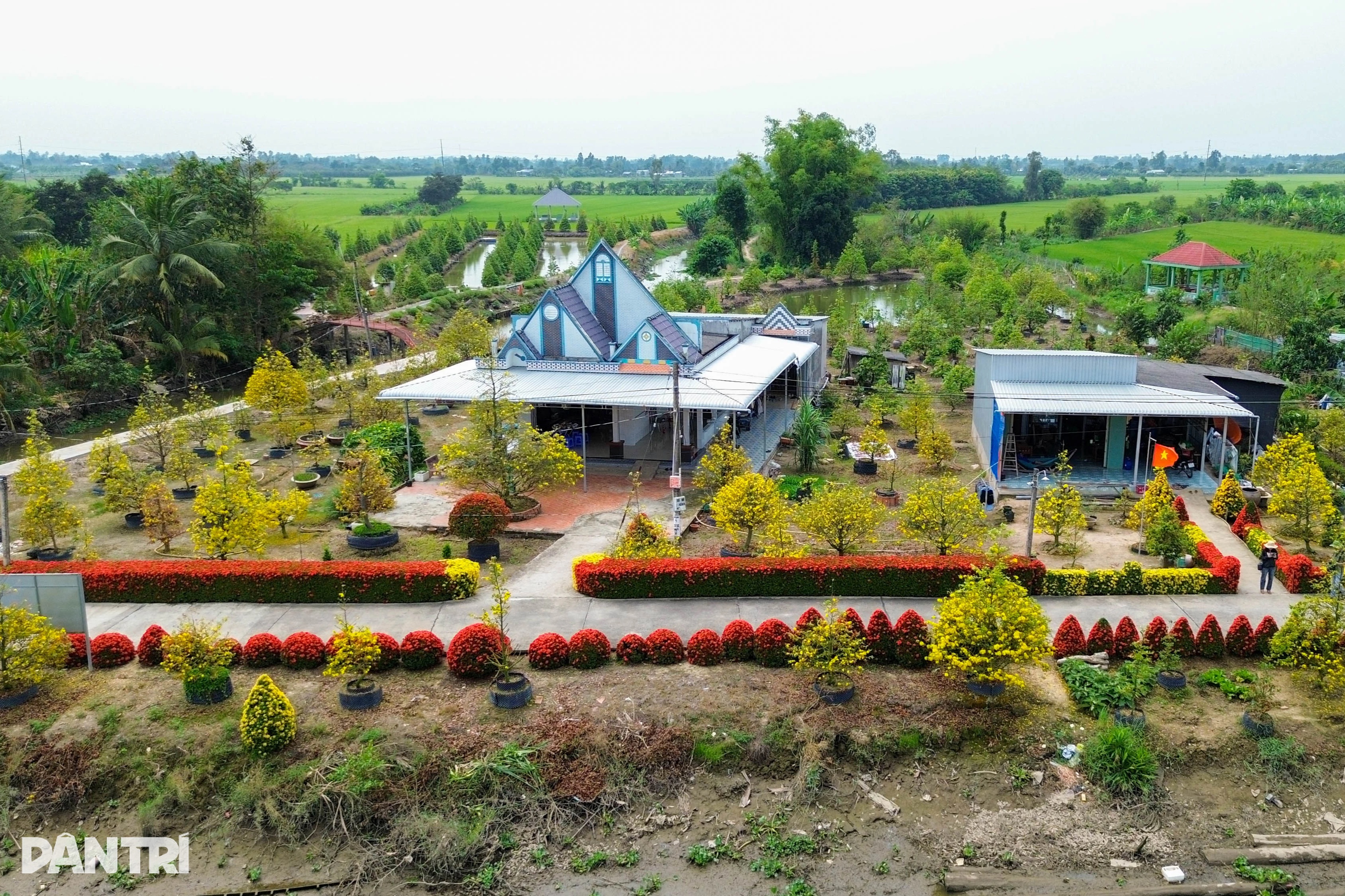 Dân rủ nhau làm hàng rào bằng mai vàng, hoa trang cho du khách chụp ảnh