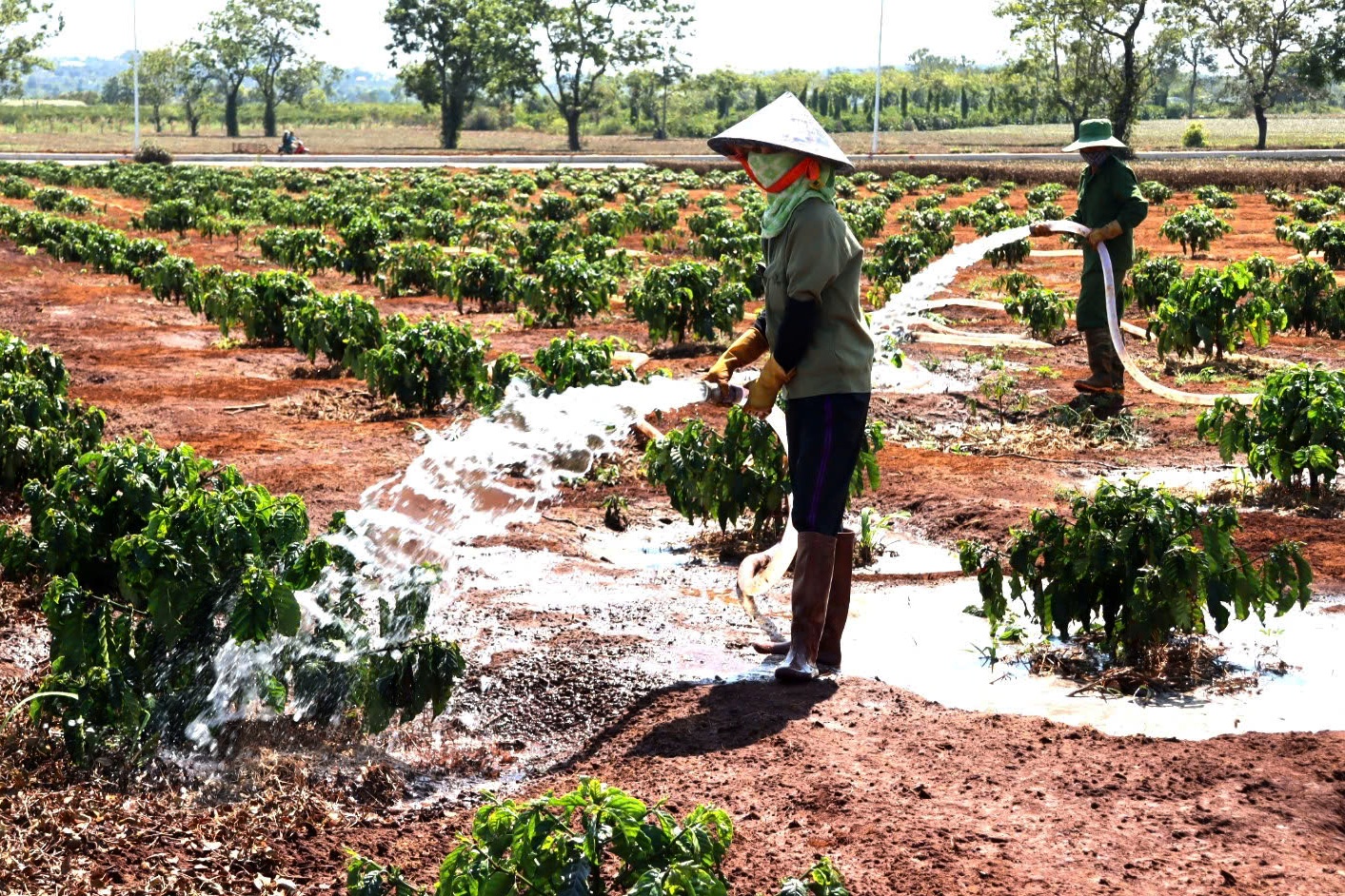 Sát Tết, nông dân vẫn bám rẫy, hối hả tưới cà phê vì lo hạn