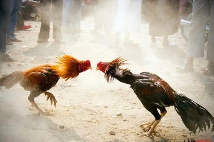 Cảnh sát vây bắt 61 người cá cược đá gà trong khu rừng ở Tây Ninh